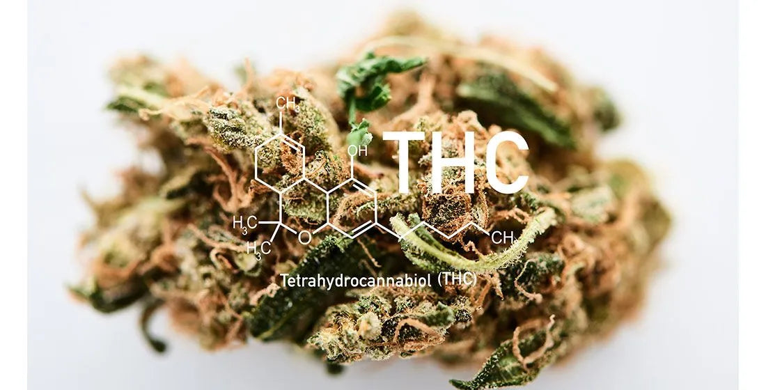 What Is HHC And How Is It Different From THC?