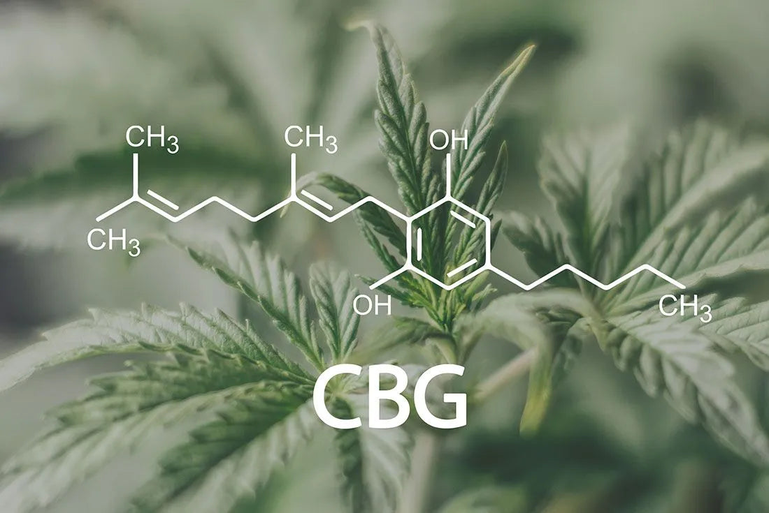 CBG Vs. CBD: Benefits And Differences